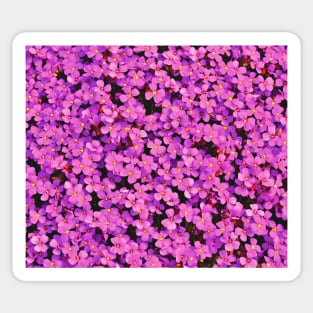 Pink Flower Pattern Sticker